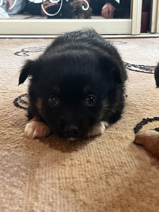 Віддамо собачок в добрі руки(дівчатка)