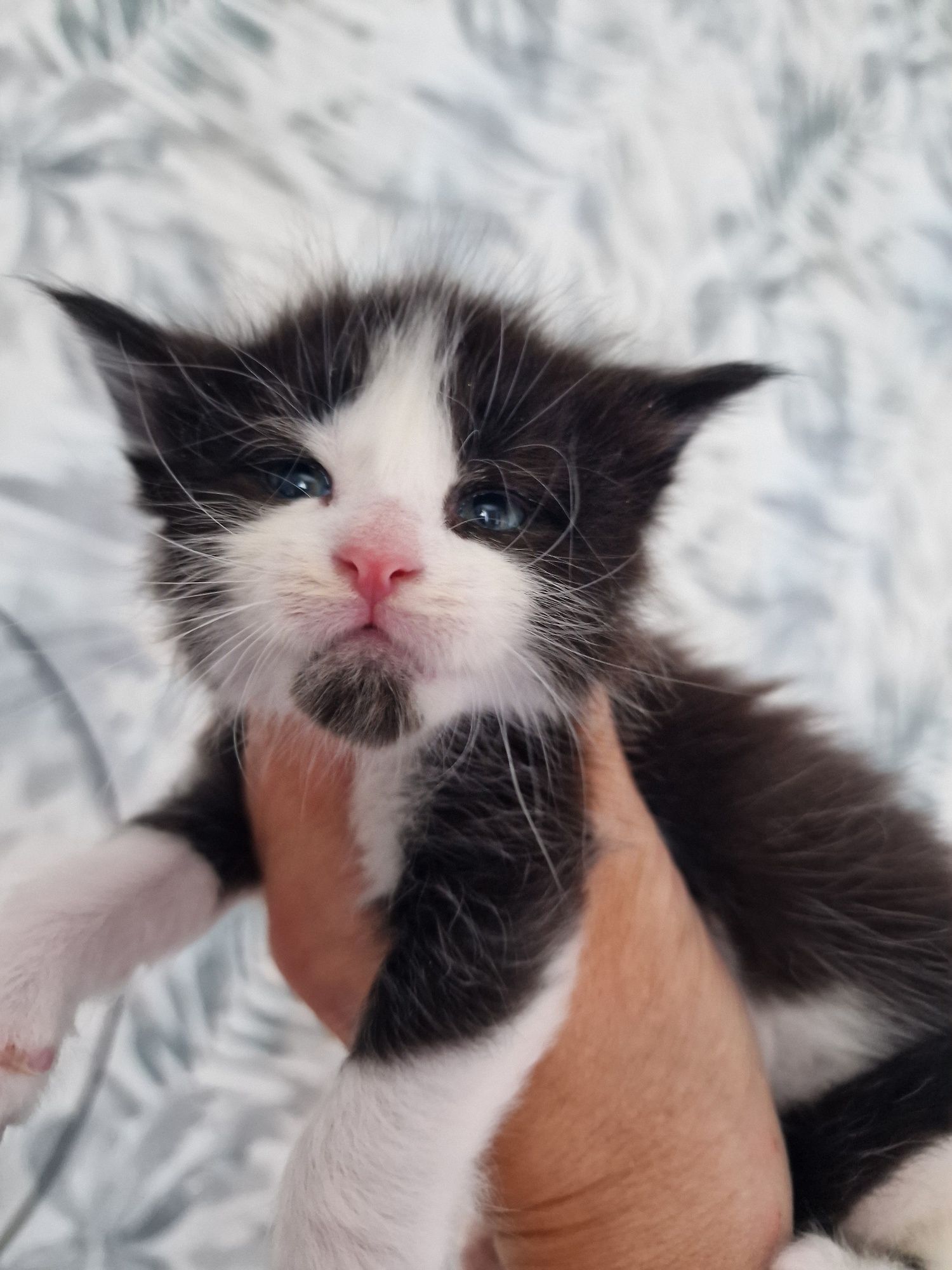 Maine coon Kocur kocurek kocięta
