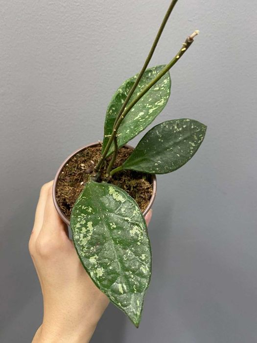 Hoya Rundumensis Splash Hoja