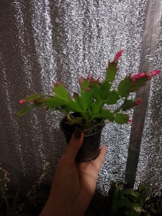 Продам рождественник