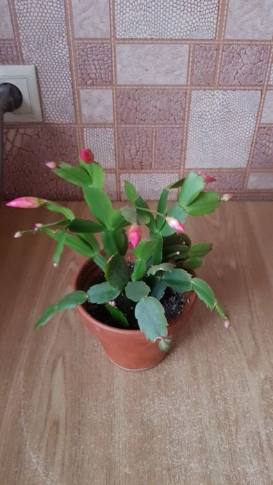 Рождественник с горшком