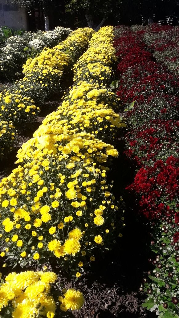 Хризантема  шаровидна мультифлора  червона,жовта,біла