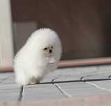 Spzic pomeranian