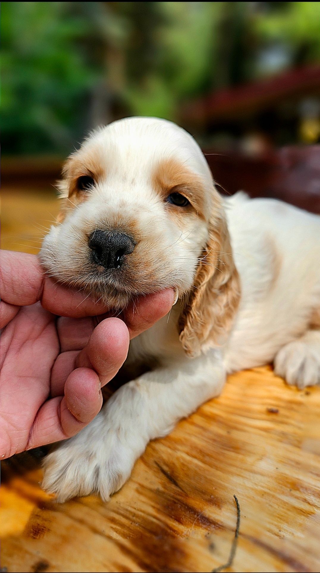 Cocker Spaniel Angielski - piesek cudowne umaszczenie Orange Roan