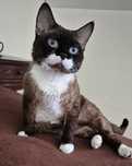 Reproduktor Devon Rex FPL