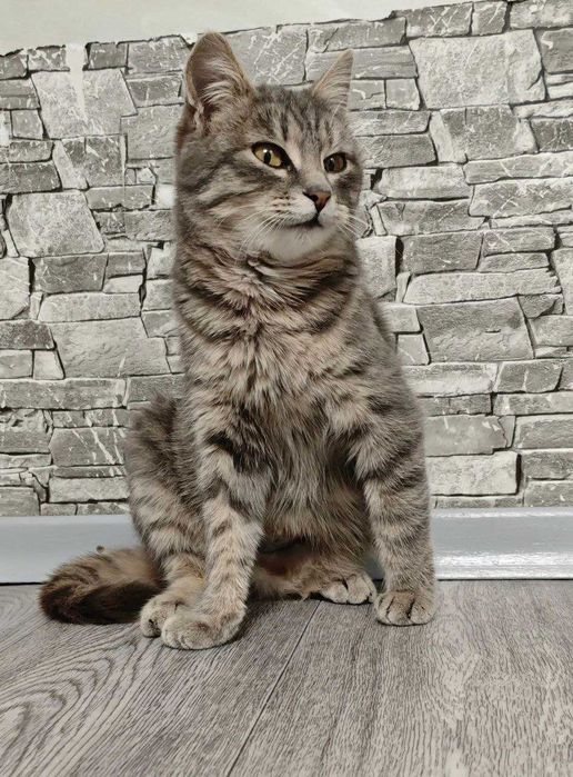 Стерилізована кішечка 6-7 місяців