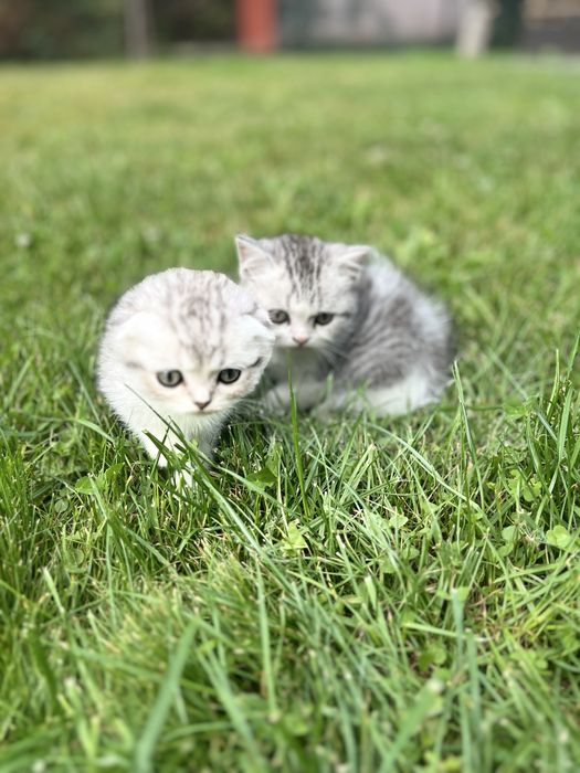 Шотладські кошенята Шиншила scottish fold