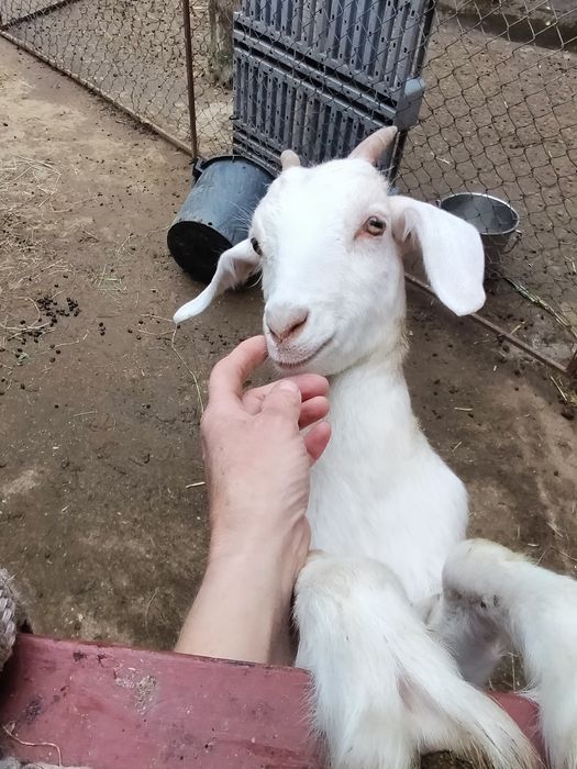 Kózki mix an saan tegoroczne