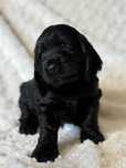 Cocker Spaniel Angielski- pies Agent