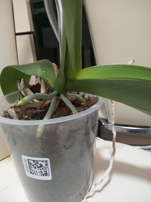 Орхідея рожева .