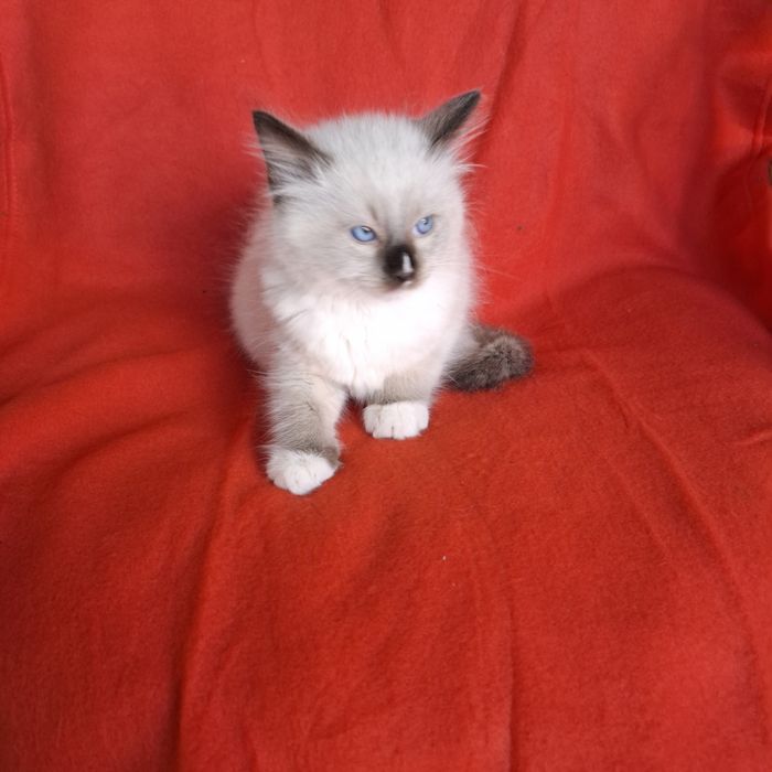 Ragdoll kocurek rodowód+wyprawka
