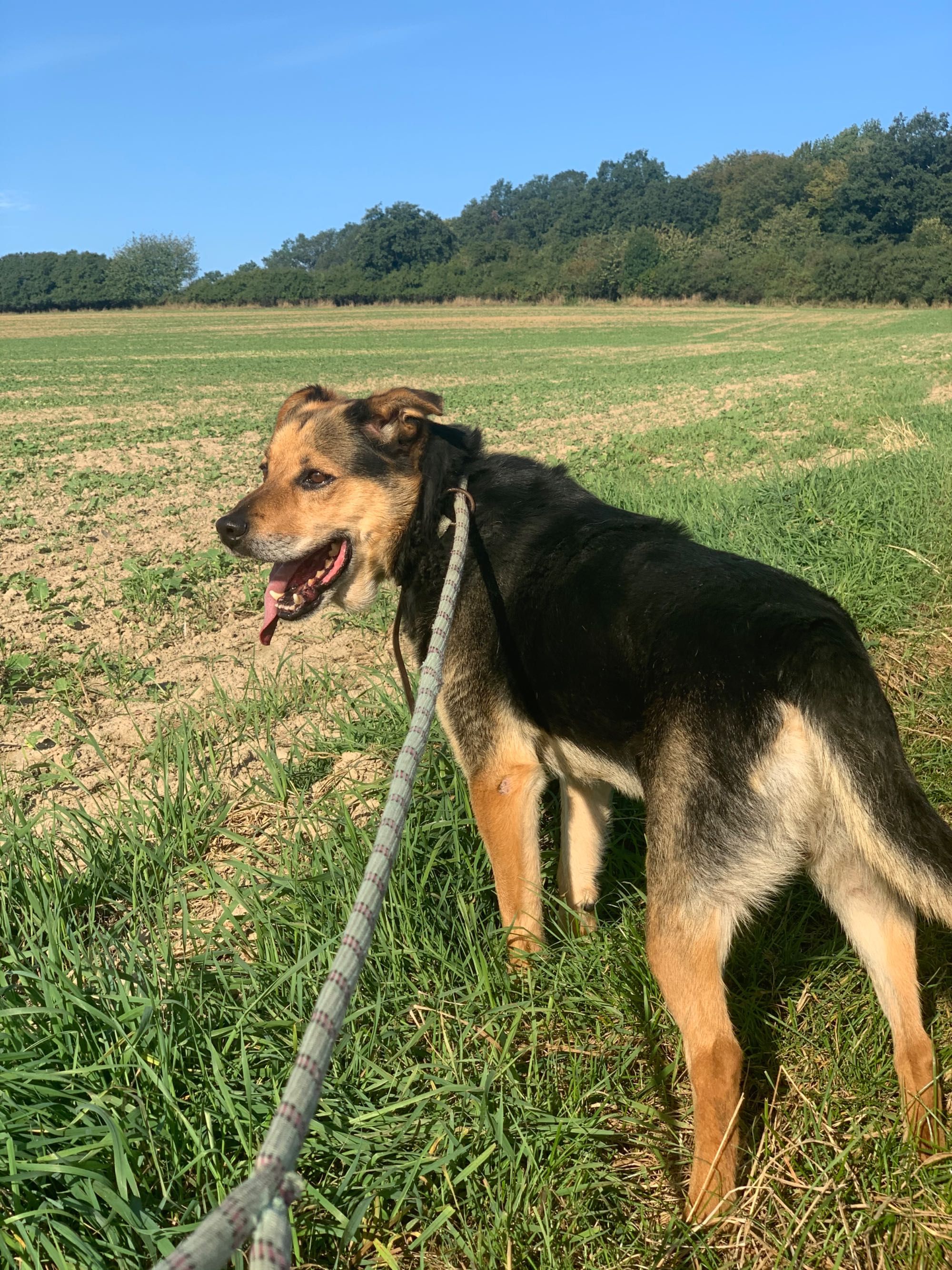 Ares do adopcji szuka kochającego domu Gilow