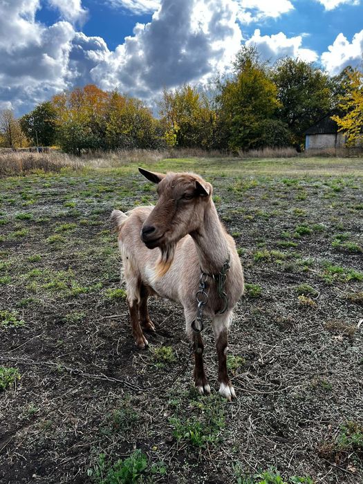 Доросла дойна коза