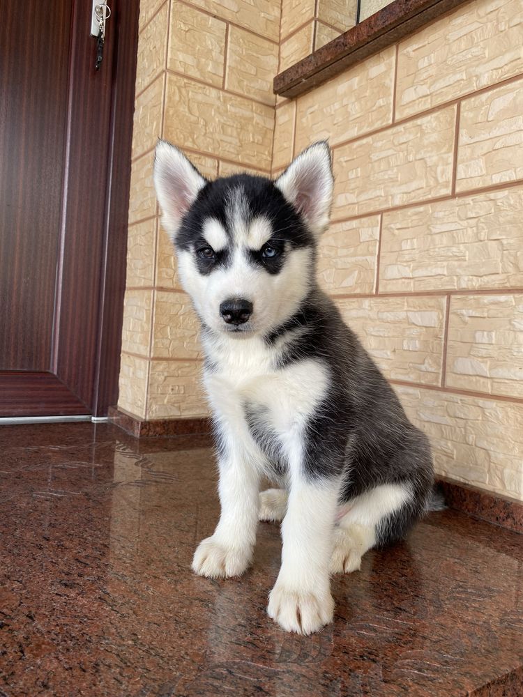 Husky Syberyjski