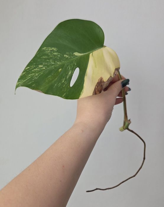 Monstera marmorata aurea