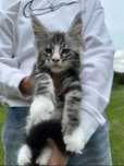 Maine Coon Rodowód FPL/FIFE