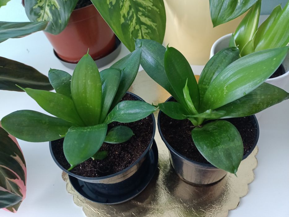 Kwiaty doniczkowe domowe z nadwyżek parapetowych Calathea Difenbachia