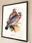 Quadro, Aves de Portugal, Pombo-torcaz