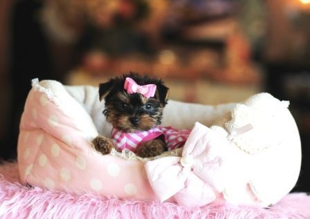 Yorkshire terrier MINIATURA
