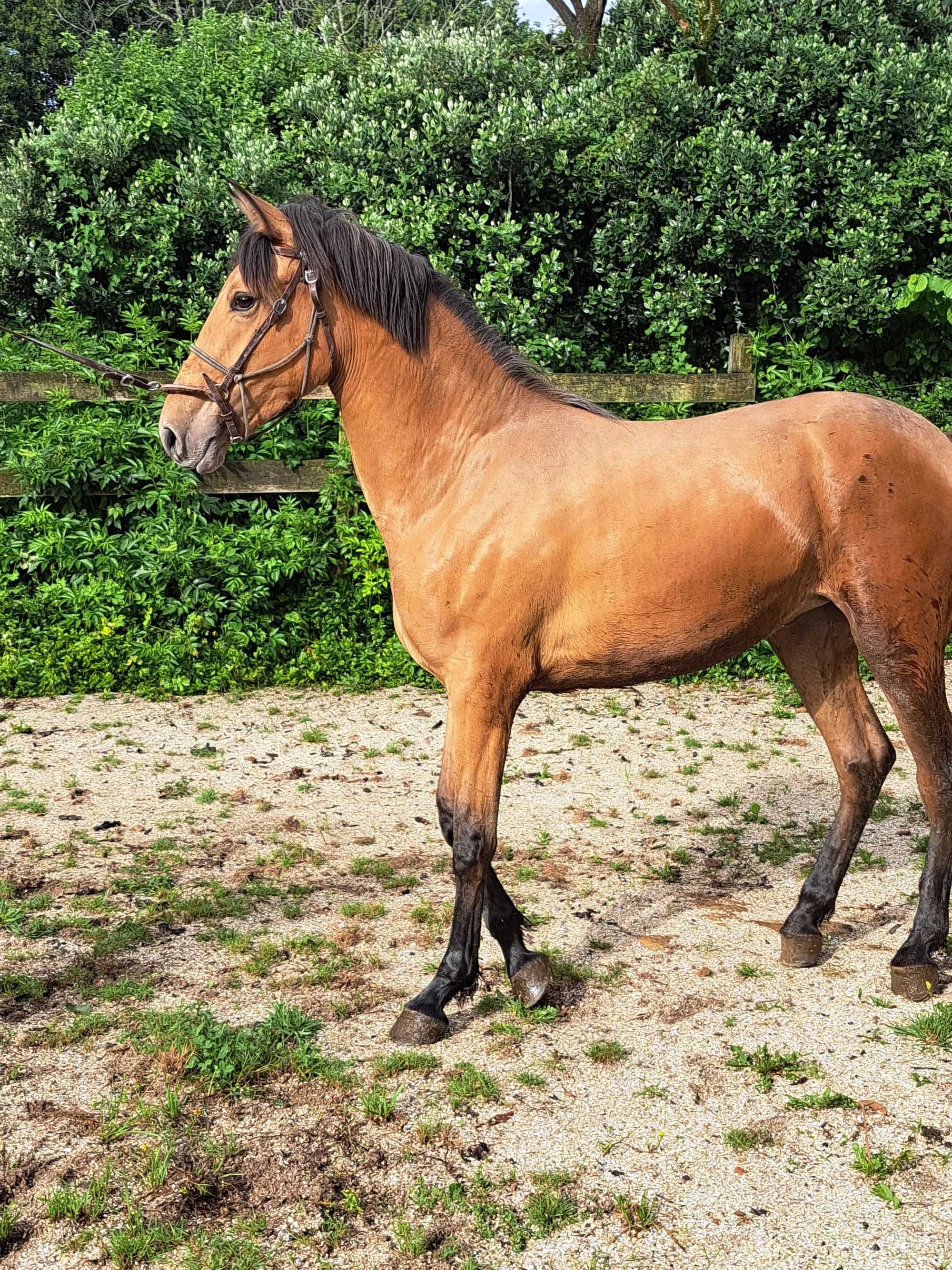 Poldra baia hispano- lusitana 18 meses