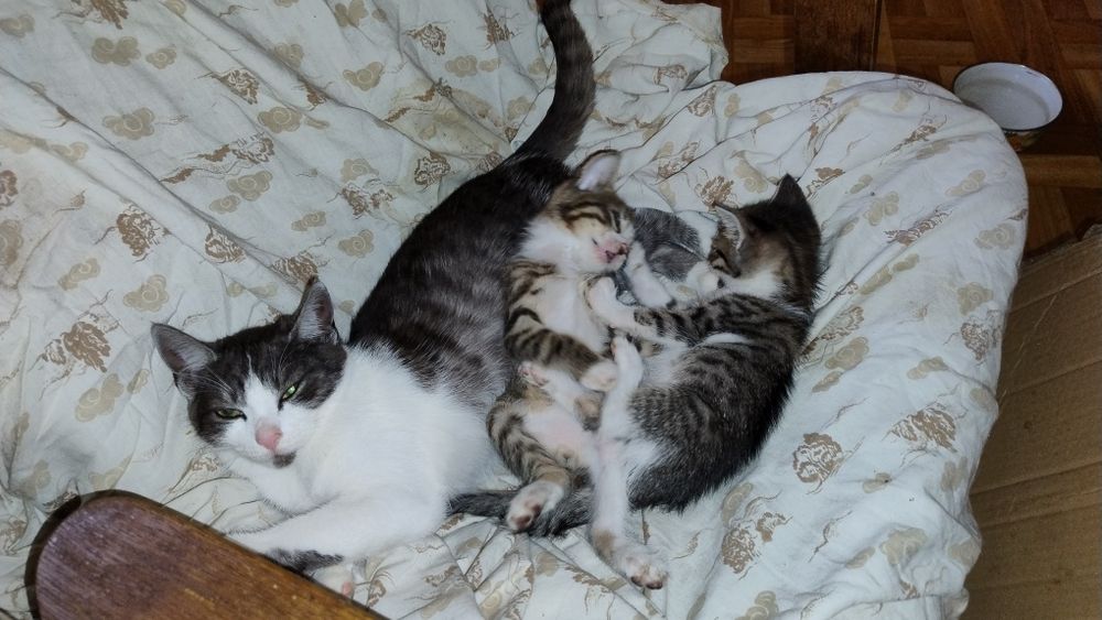 Oddam w dobre ręce kocięta