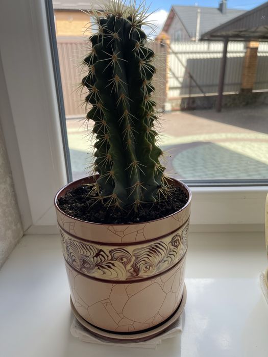 Продам кактуса з керамічним горщиком