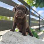 Labrador retriever czekoladowy szczeniak