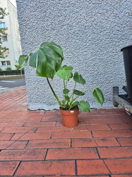 Monstera deliciosa 80cm
