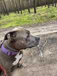 Oddam suke amstaff z rodowodem