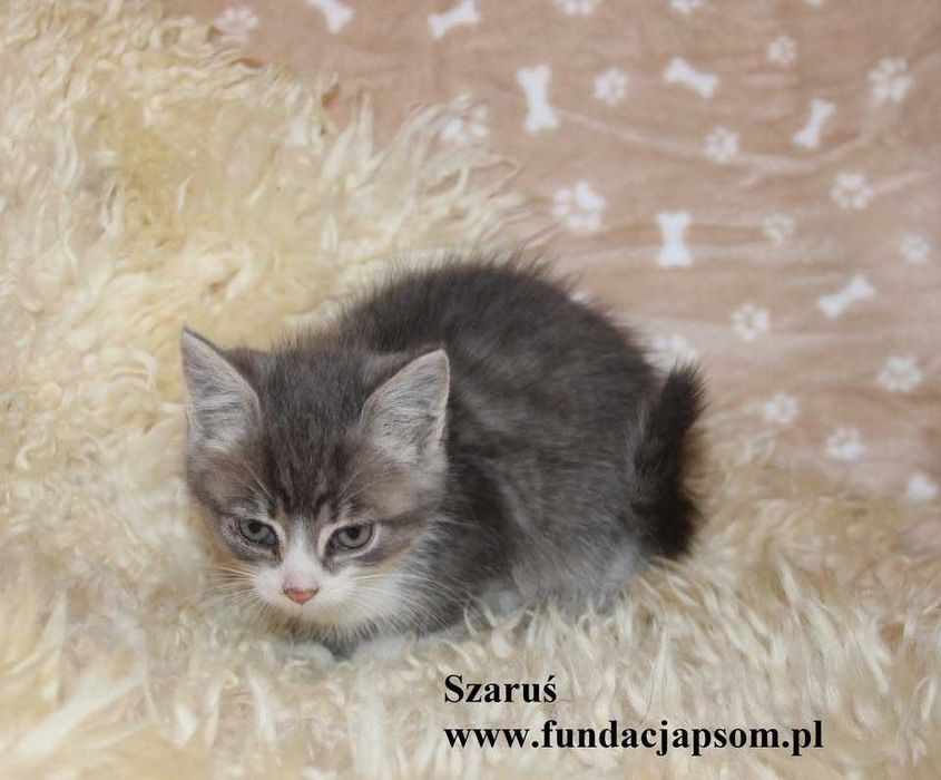 Szaruś, piękny chłopczyk