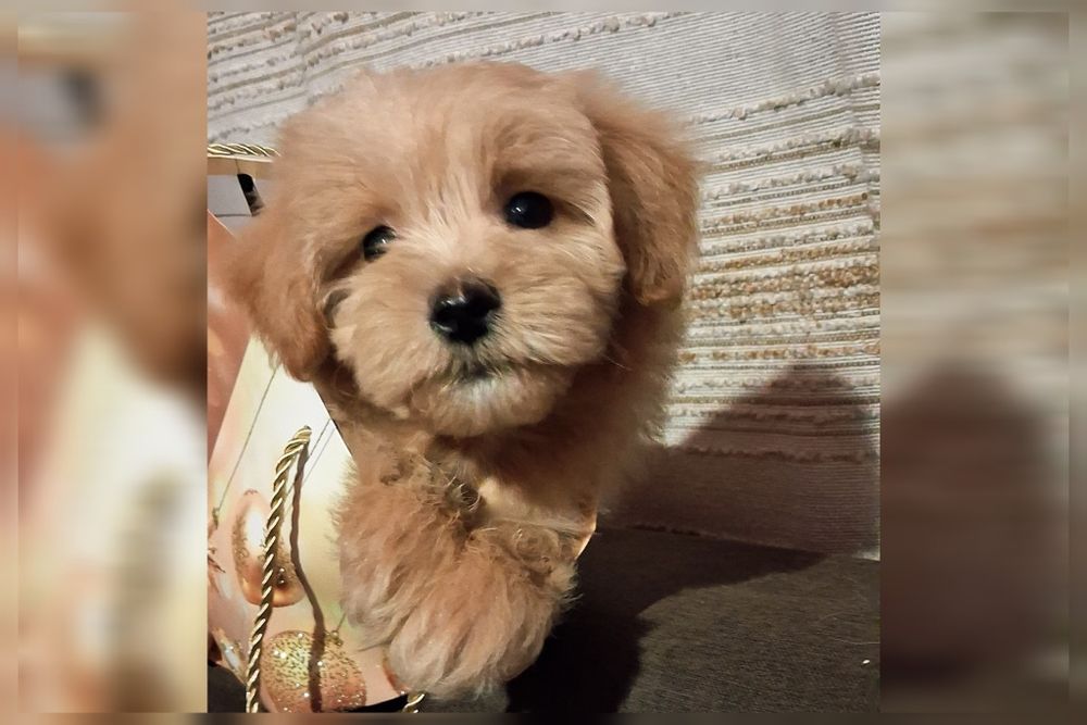 Мальтіпу хлопчик рідкісного карамельного забарвлення