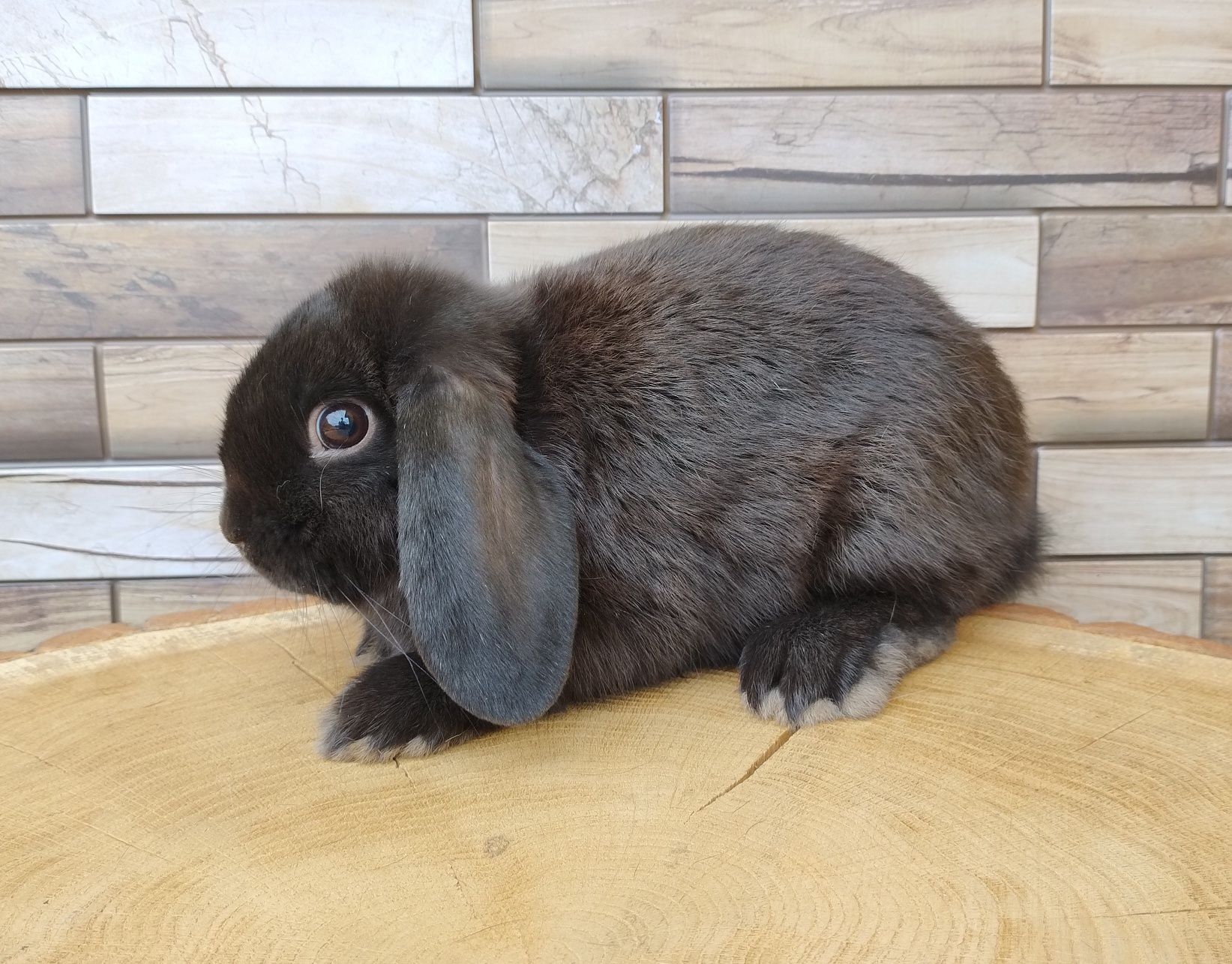 Mini lop wolne króliczki baranki