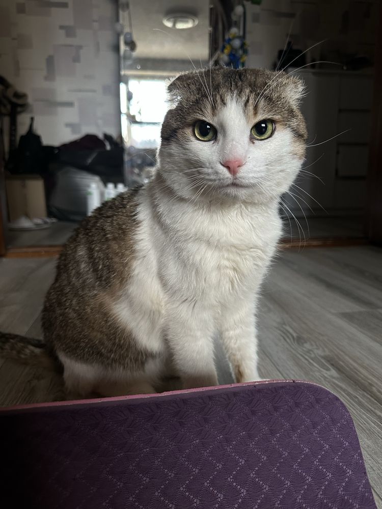 Котик Грицюша шукає дім