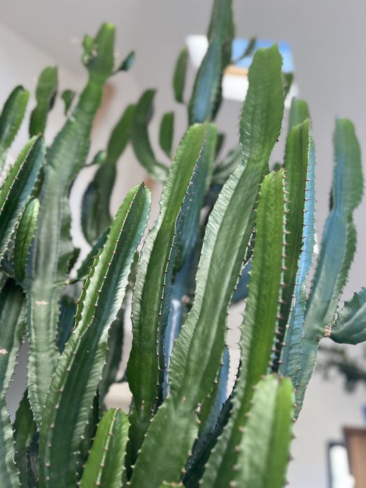 Kaktus rozłożysty 250 cm