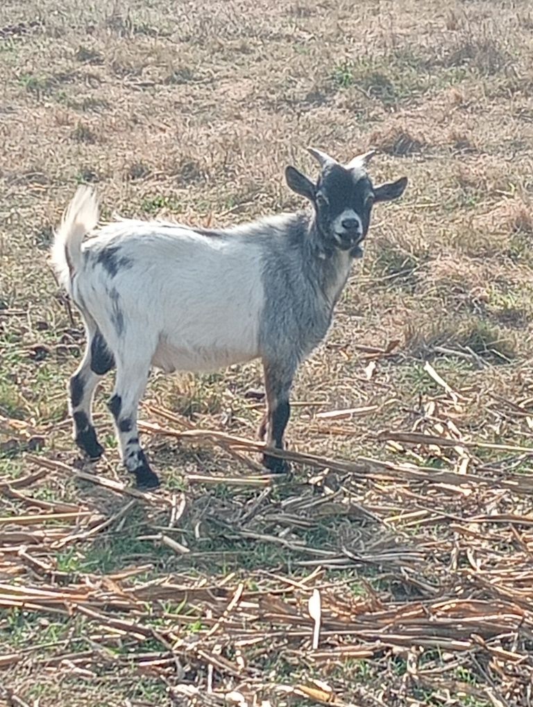 Cabrito anão 7 meses