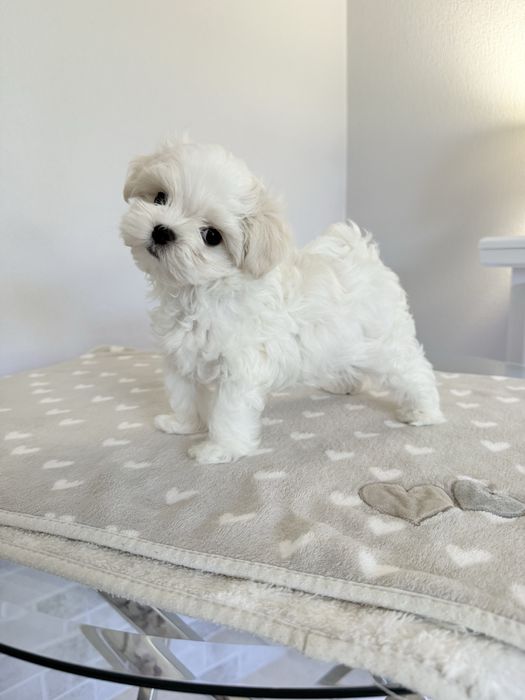 Мальтійська болонка