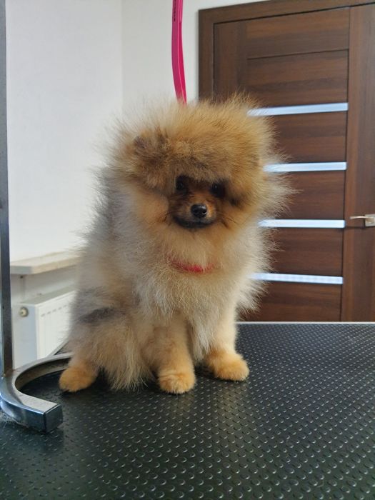 Piesek pomeranian bez wad.