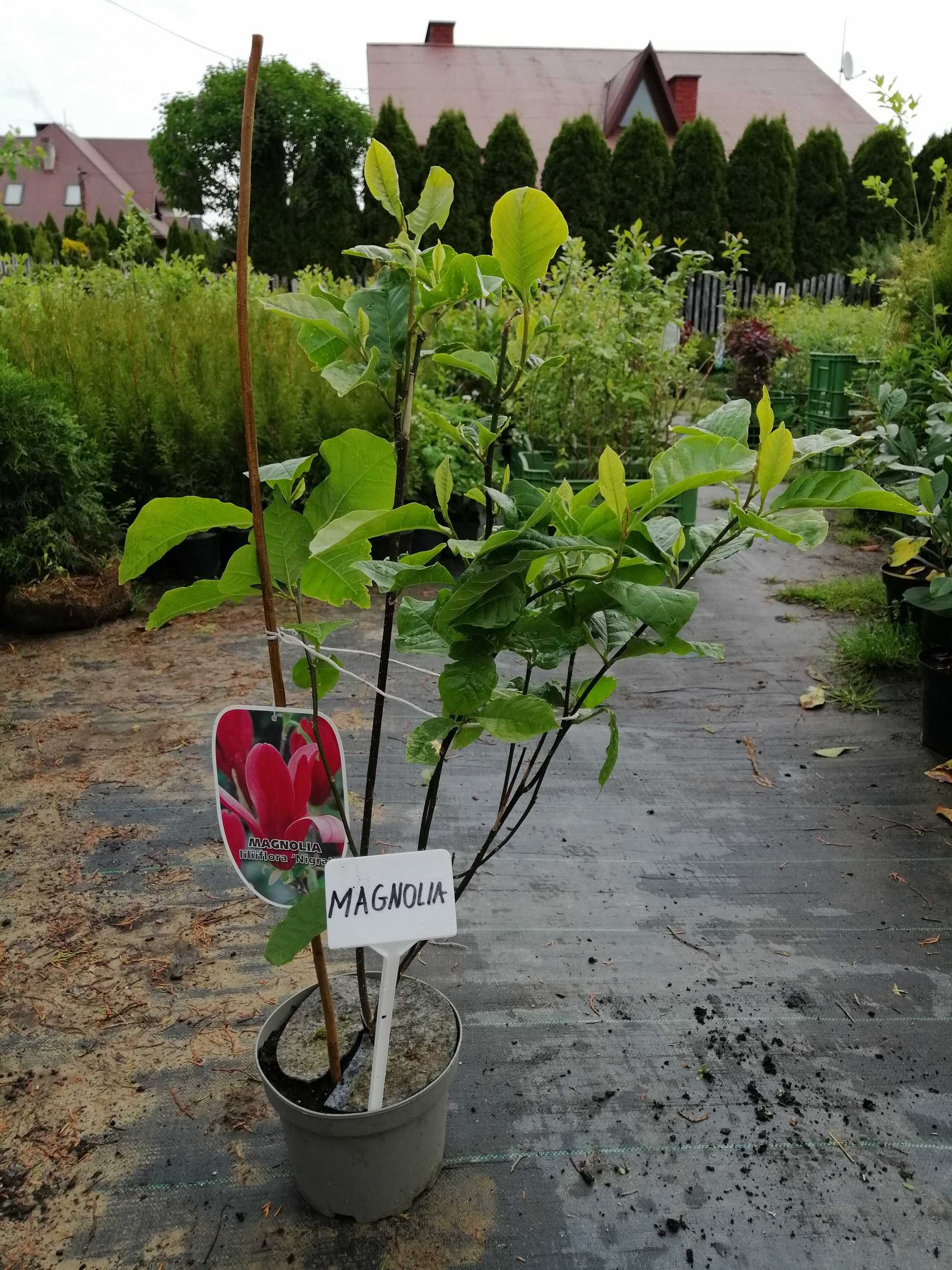 Magnolia purpurowa ‘Nigra’