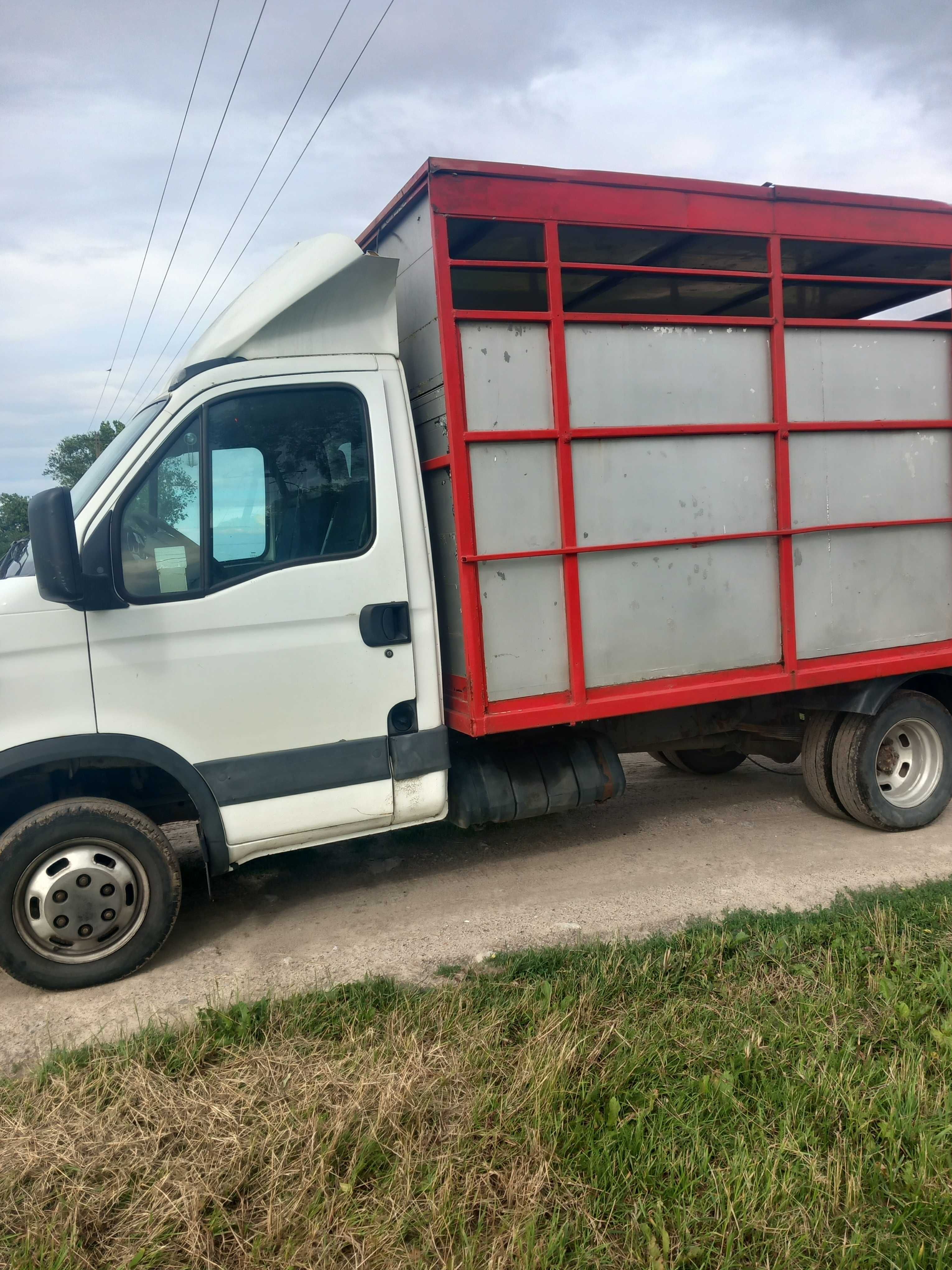 Iveco Daily do przewozu zwierzat