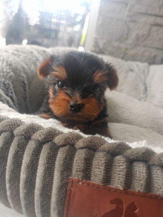 Yorkshire terrier