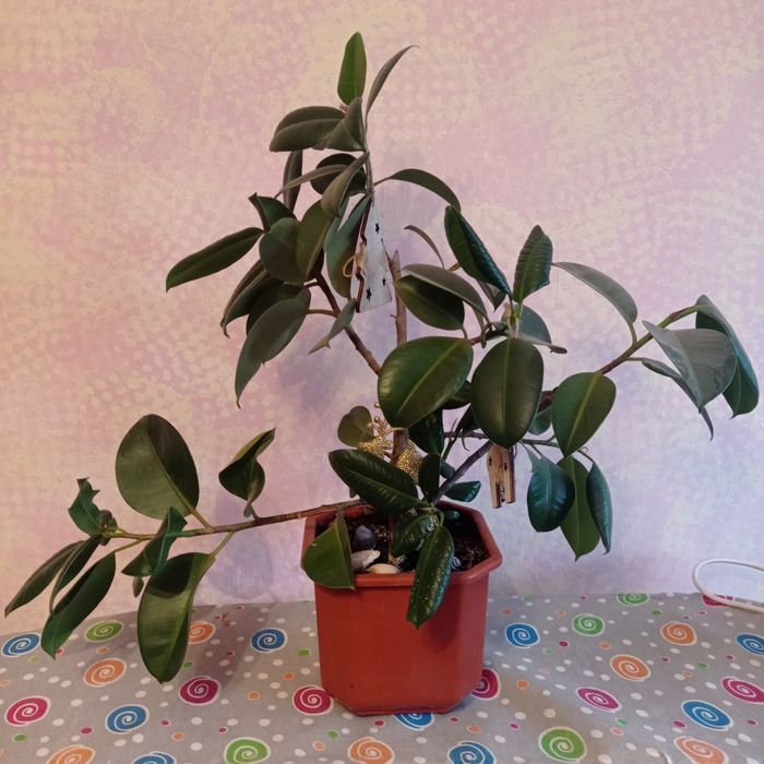 Фікус каучуконосний