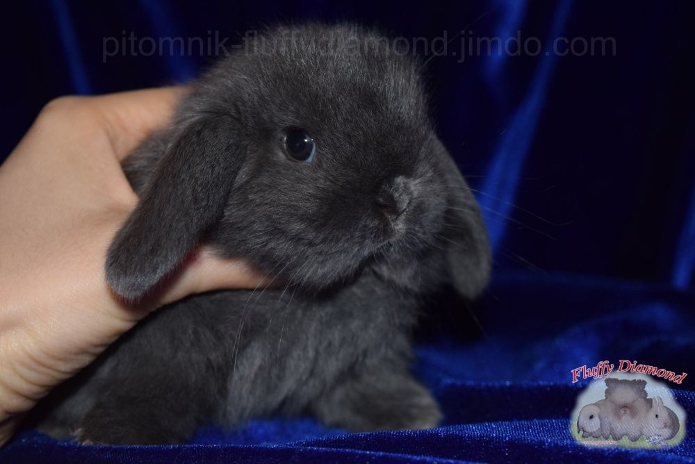 Кроленята з розплідника. Нідерландські висловухі кролики. Вакциновані.