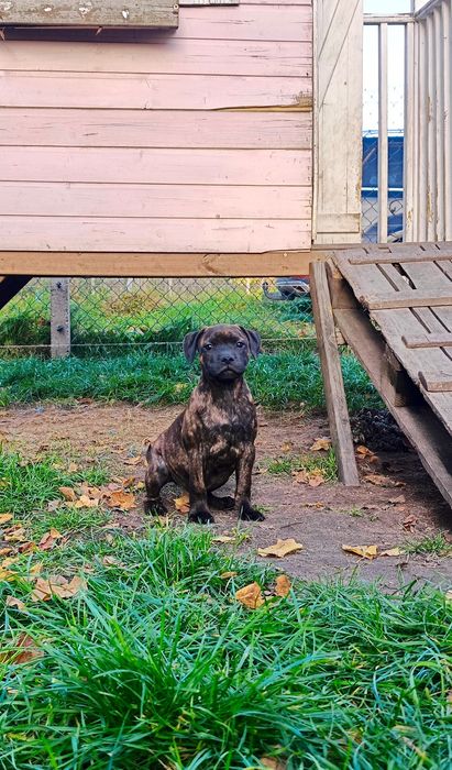 Staffordshire Bull Terrier staffik szczeniak szczenię pies ZKwP FCI