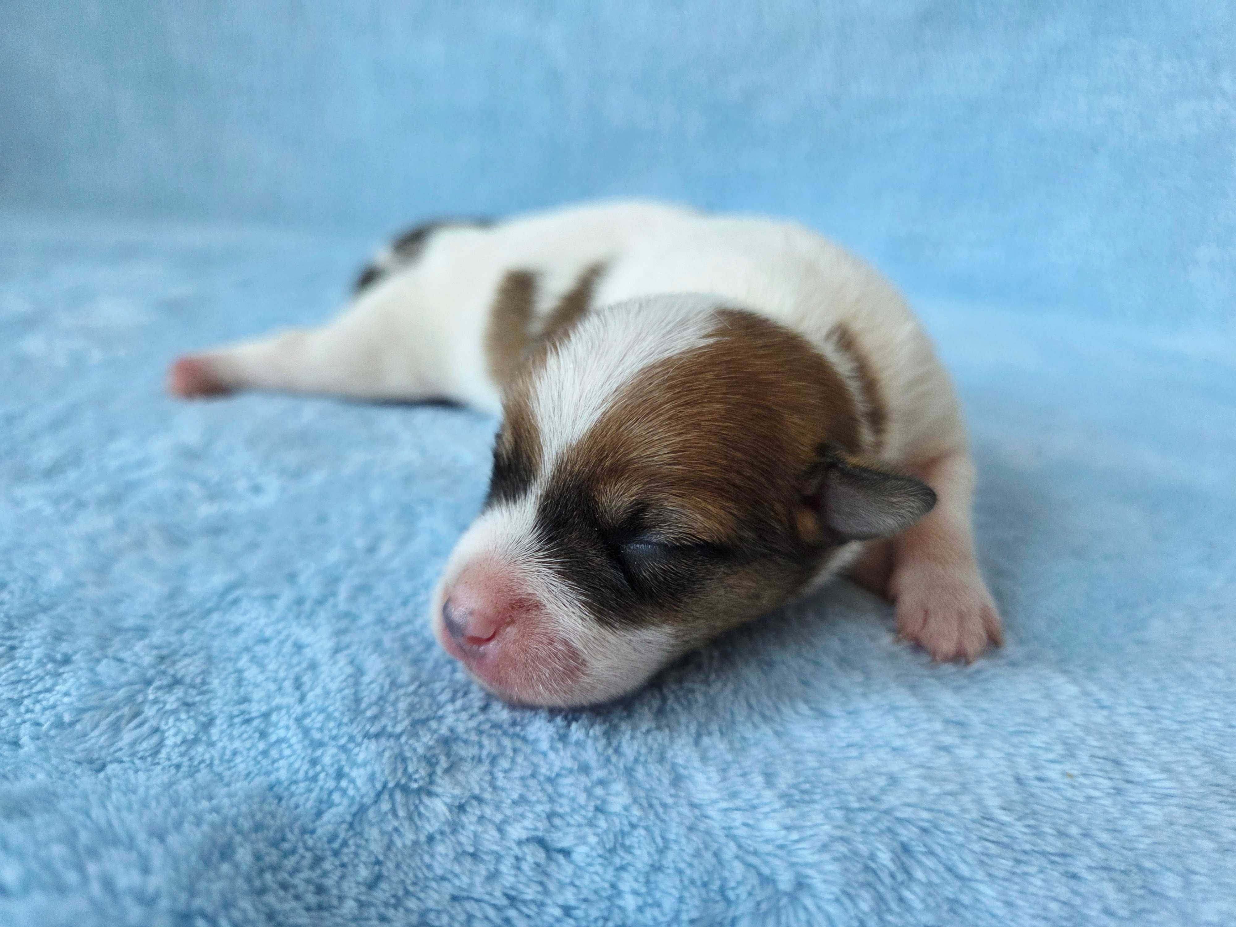 Jack Russell Terrier piesek gładkowłosy 2