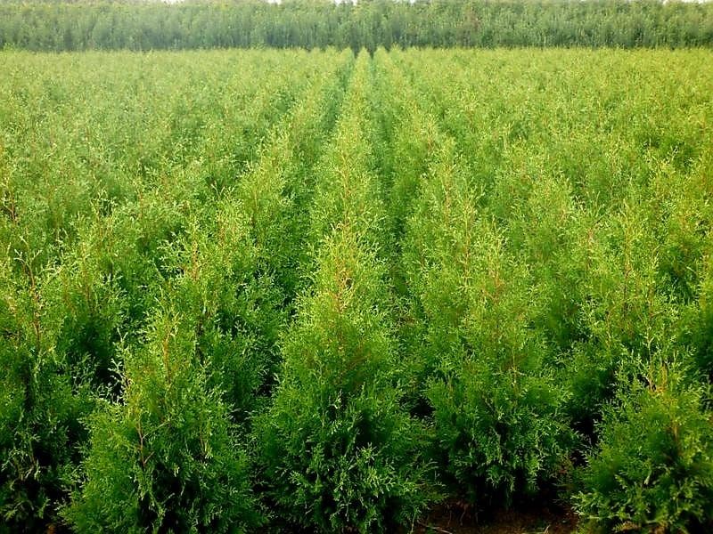Tuja 120 CM Brabant Tuje Thuja Promocja Gęste