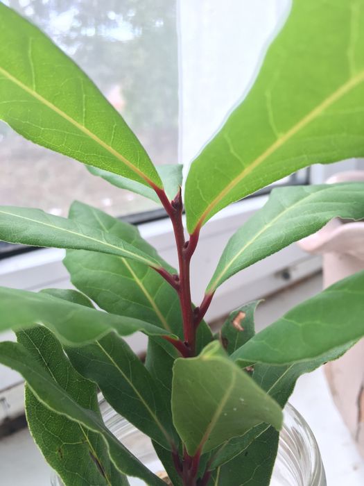 Фінік Сансиверия