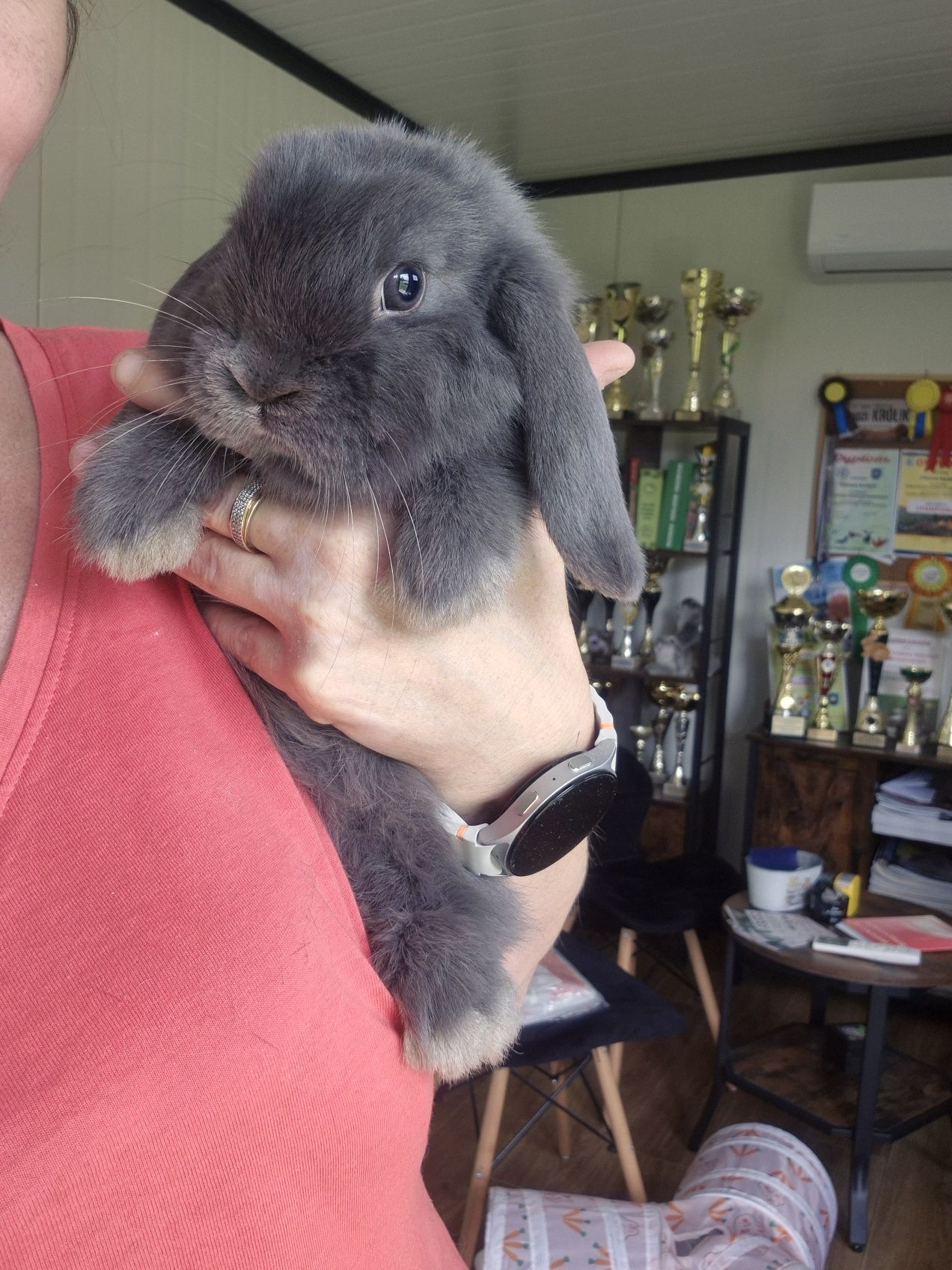 Króliczki Mini Lop