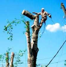 Зрізання обрізка дерев. Покос косіння трави