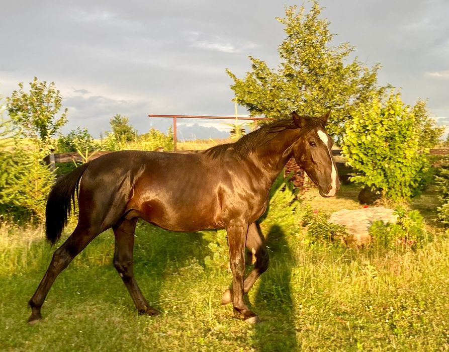 Ogier śląski 1,5 roku
