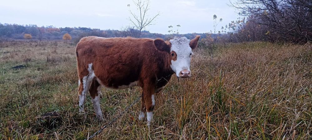 Телочка теличка вік 6 місяців